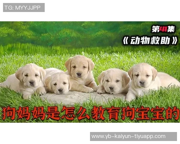 被麦卡甩后一个月他与我的朋友同居还带走了我的狗